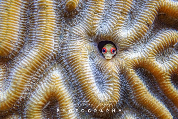 Coral Home