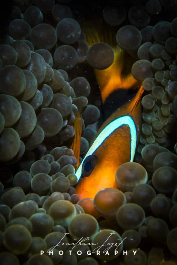 Hiding Nemo
