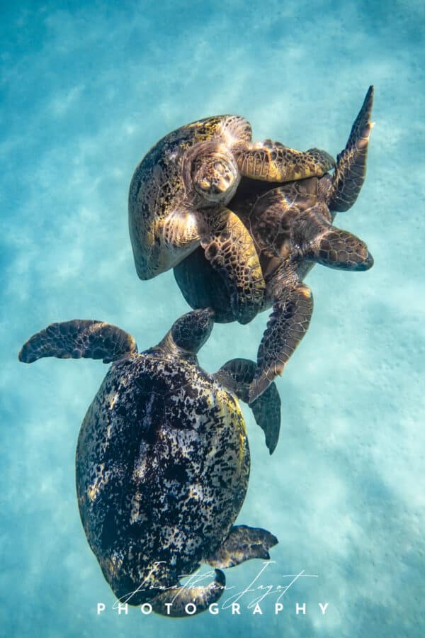 Turtle Meeting