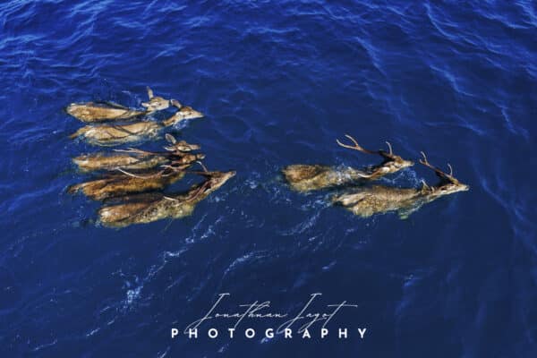 Swimming Deers