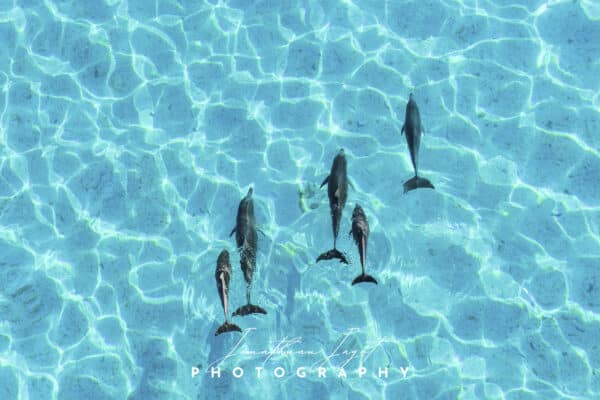 Natural Swimming Pool