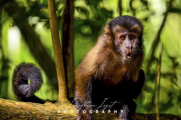 Monkey