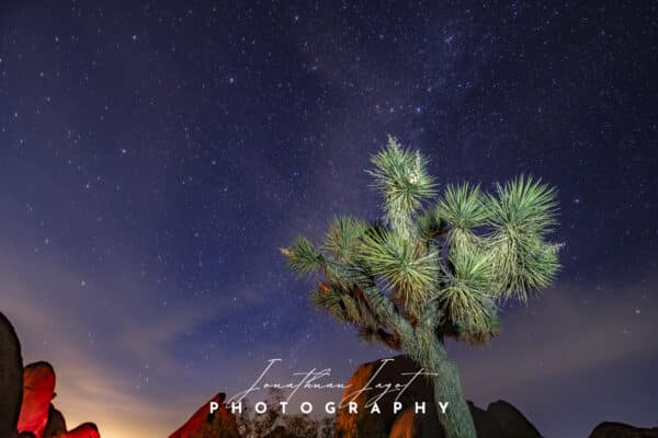 Joshua Tree