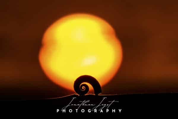 Sunset Shell