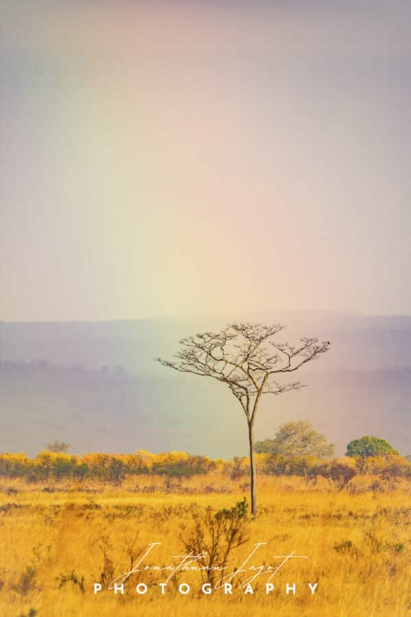 Savannah Rainbow