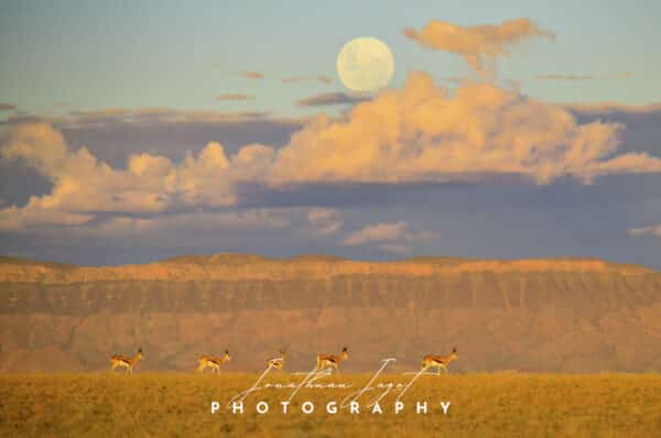 Springboks & The Moon