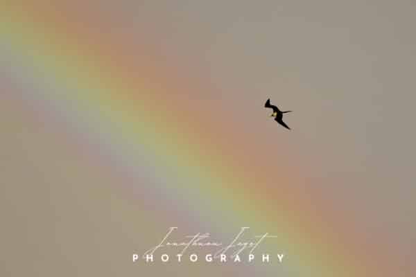 Flying in the Colors