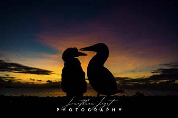 Sunset Chill