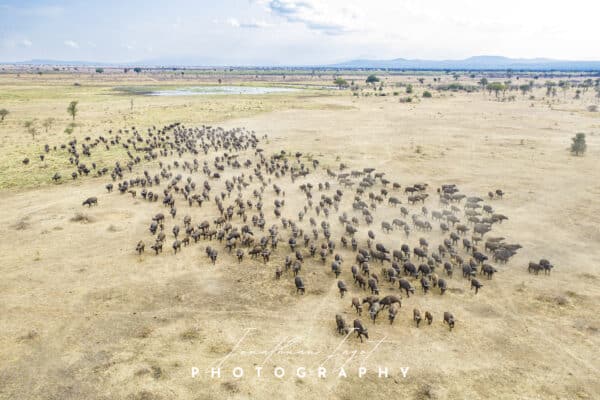 Buffalo Gathering