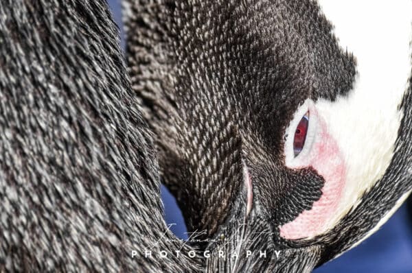 Penguin Details