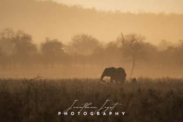 Misty Morning