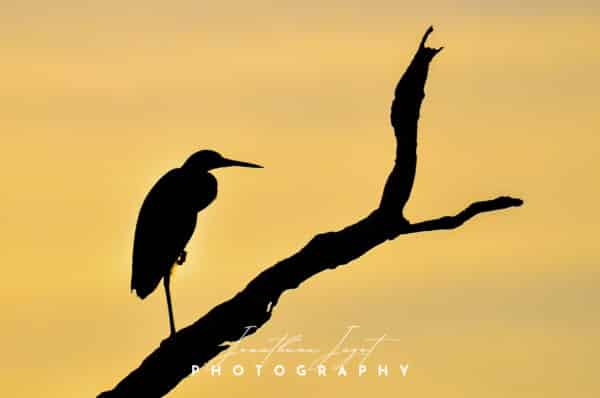 Sunset Silhouette