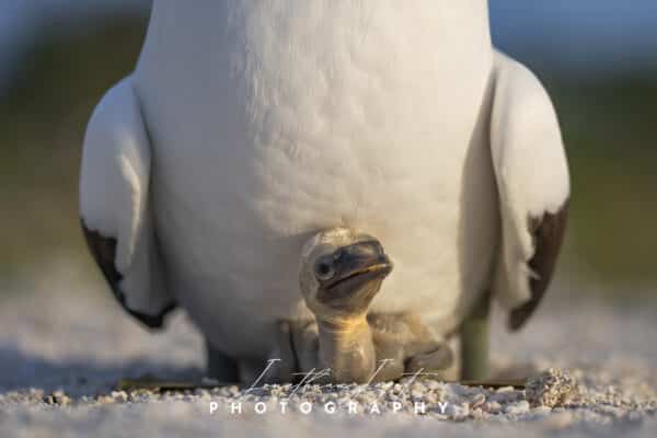 Just Born