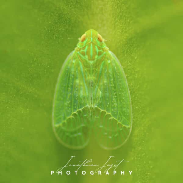 Green Gem