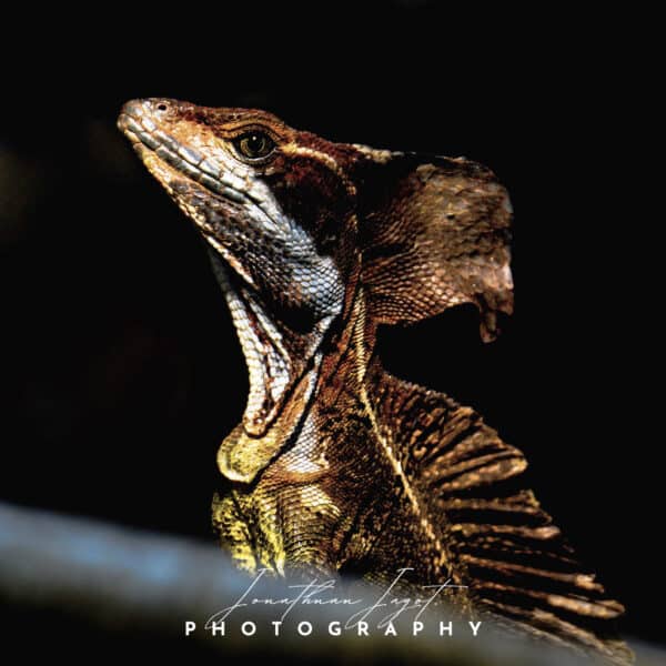 Dinosaur Lizard