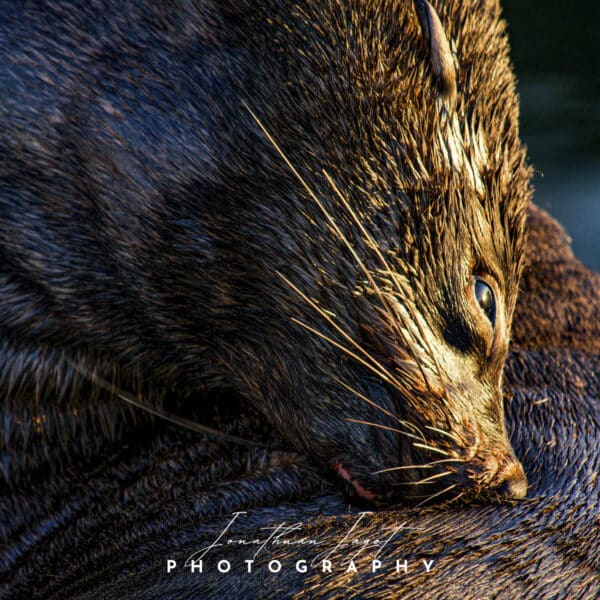 Furry Seal