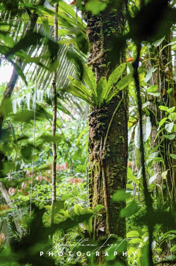 Jungle Art